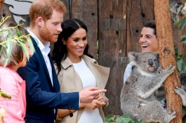 Populasi Koala di Australia Terancam Punah