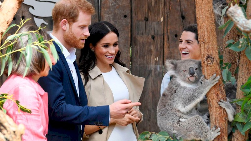 Populasi Koala di Australia Terancam Punah