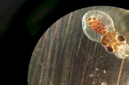 Kerusakan Iklim Bisa Buat Spesies Kepiting dan Gurita Buta