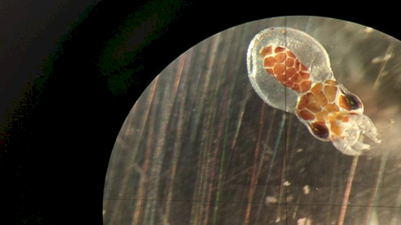 Kerusakan Iklim Bisa Buat Spesies Kepiting dan Gurita Buta