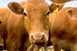 Jutaan Orang Amerika Mengira Susu Cokelat Berasal dari Sapi Coklat