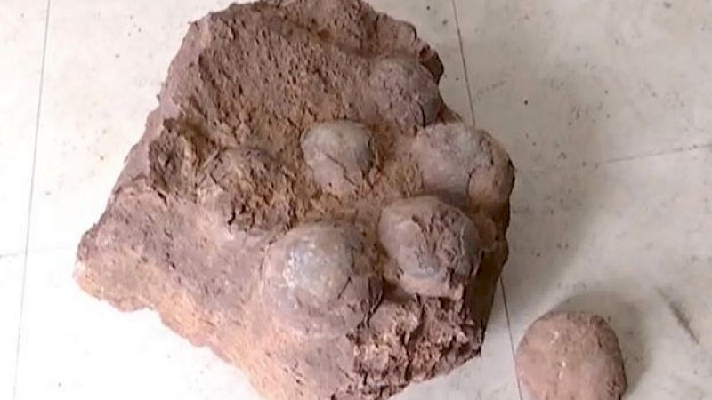 Begini Penampakan Fosil Telur Dinosaurus&nbsp;