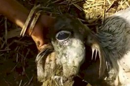 Baru Lahir, Sapi Bermata Satu Disembah Warga India