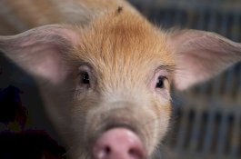 Babi Bisa Perkeruh Negosiasi Perang Dagang AS-China