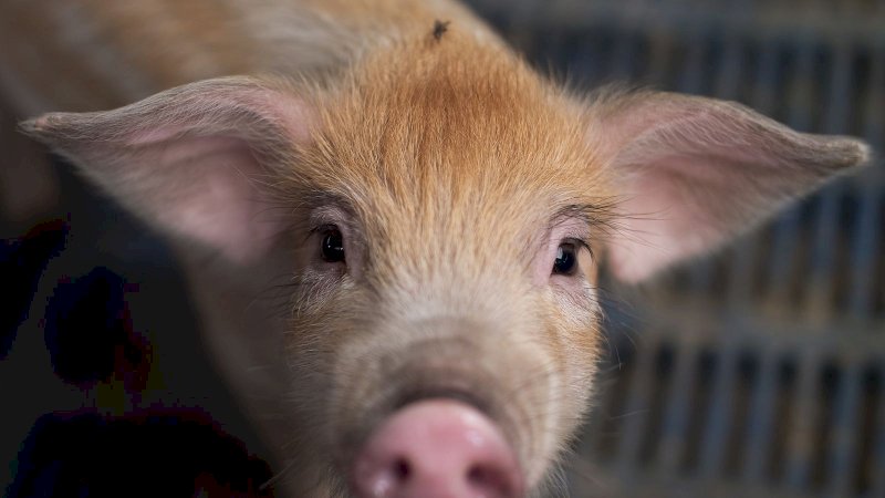Babi Bisa Perkeruh Negosiasi Perang Dagang AS-China