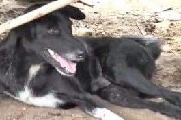 Anjing Berkaki Tiga Selamatkan Bayi yang Dikubur Hidup-hidup