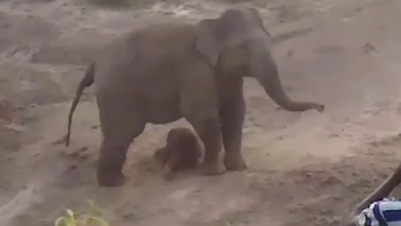 Lindungi Bayinya, Gajah Injak Warga Hingga Tewas Sebelum Mengamuk di Perkampungan