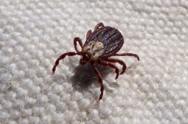 Bukan Kelelawar, Ternyata Kutu Busuk Adalah Hewan Tertua di Dunia