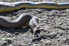 Ngeri! Foto Ular Piton Muntahkan Piton yang Telah Ditelannya