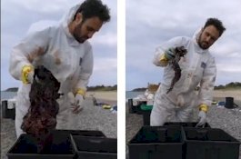 Paus Sperma Mati Terdampar di Pantai, Perutnya Penuh Kantong Plastik