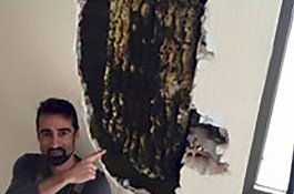 2 Tahun Diganggu Suara Bising, Pasangan Ini Temukan Sarang 80.000 Lebah di Kamarnya