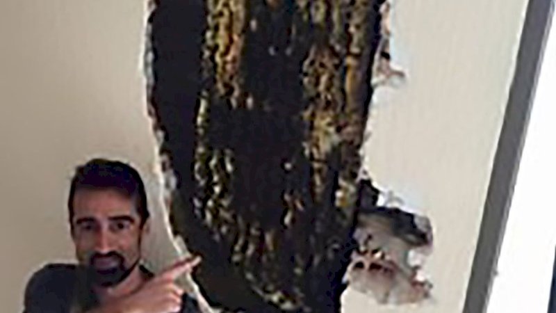 2 Tahun Diganggu Suara Bising, Pasangan Ini Temukan Sarang 80.000 Lebah di Kamarnya