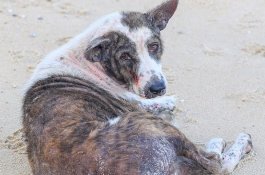 Setelah Digigit Anjing di Bali, Pria Ini Kerasukan Lalu Meninggal