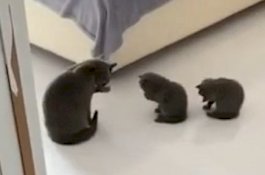 Video Lucu, Dua Anak Kucing Tiru Gerakan Induknya Cara Mencuci Muka