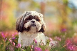 Anjing Sehat Disuntik Mati dan Dikubur Bersama Pemiliknya