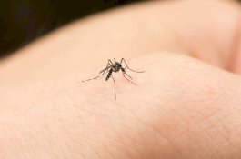 Bocah Ini Lupa Ingatan Usai Digigit Nyamuk