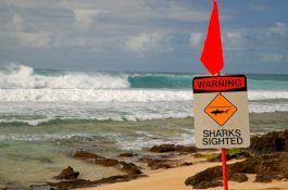 Pria 65 Tahun Tewas Diserang Hiu Saat Berenang di Lepas Pantai