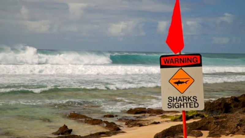 Tanda peringatan dipasangan setelah seorang pria diserang hiu