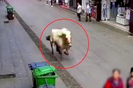 Kuda Mengamuk Dijalan dan Melukai 3 Orang, Ditembak Mati oleh Polisi