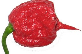 Pria Ini Masuk ICU usai Embat Cabai Terpedas di Dunia