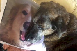Rindu, Anjing Ini Setiap Hari Peluk Bantal Bergambar Saudaranya yang Mati