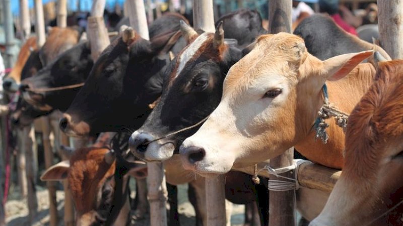 "Saya Mabuk," Pria di India Perkosa 5 Sapi, Ditonton Rekan Lewat CCTV