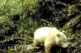 Begini Penampakan Panda Albino Langkah di China
