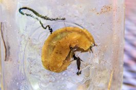 3 Turis Terinfeksi Cacing Paru-paru Tikus Setelah Mengunjungi Hawai