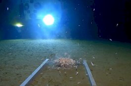 Sampah Plastik di Kedalaman Laut 11 Kilometer, Begini Penampakannya