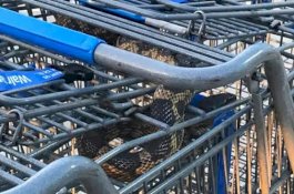 Ular Ditemukan di Troli Belanjaan, Bikin Panik di Supermarket