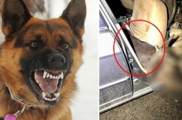 Anjing Terus Menggonggong, Pencuri Sapi Kecelakaan