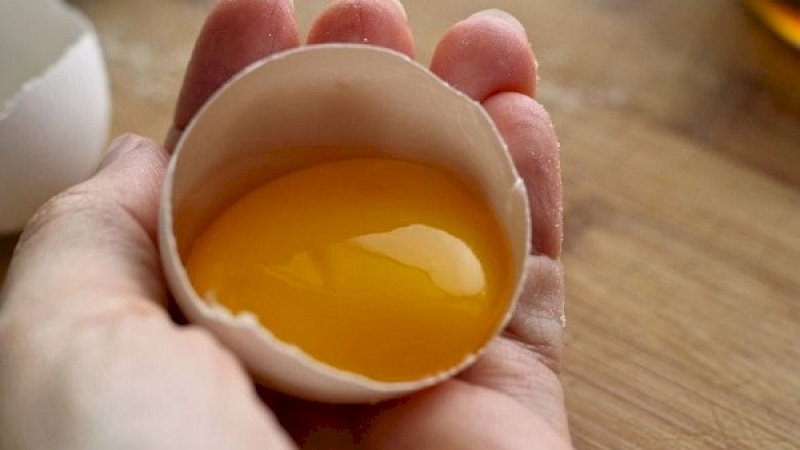 Ilustrasi telur