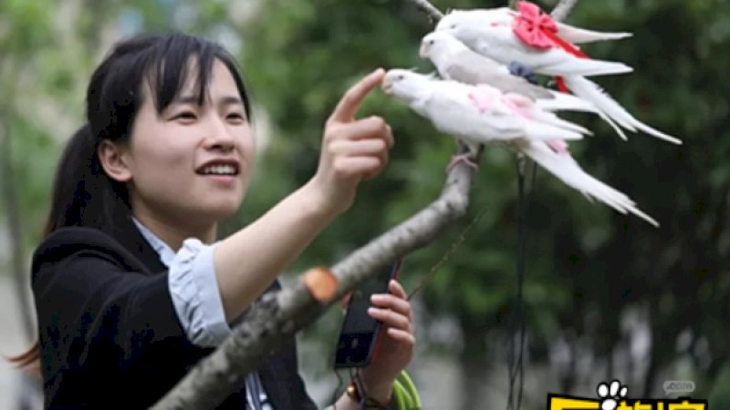 Jual Popok Burung, Wanita Ini Bisa Raup Rp61 Juta Perbulan