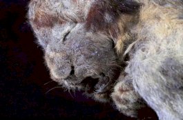 Ilmuan Temukan Jasad Utuh Singa Gua yang Punah 10.000 Tahun Lalu