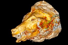 Terbenam 40.000 Tahun, Kepala Serigala Raksasa Ditemukan