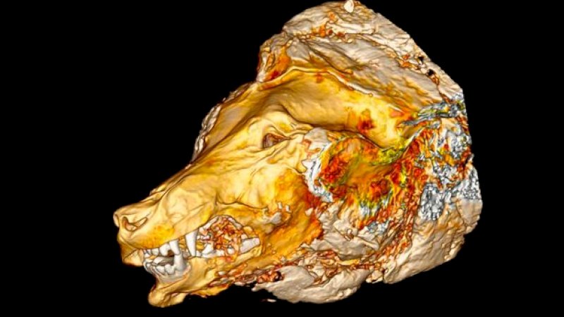 Terbenam 40.000 Tahun, Kepala Serigala Raksasa Ditemukan