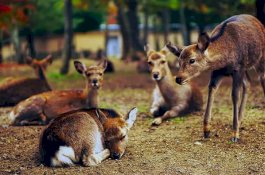 12 Rusa Ditemukan Mati di Hutan, Diduga Keracunan Air