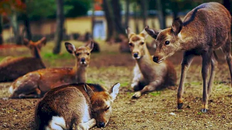 Rusa