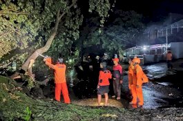 Cuaca Buruk di Bone, Sejumlah Pohon Tumbang