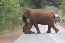 Bikin Haru, Kumpulan Gajah Gelar Pemakaman untuk Anaknya