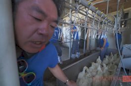 Gelar Protes, Aktivis Ini Nyaris Tewas Usai Tercekik di Mesin Pemotong Hewan