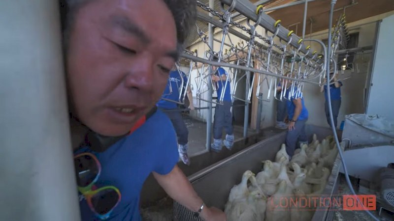 Gelar Protes, Aktivis Ini Nyaris Tewas Usai Tercekik di Mesin Pemotong Hewan