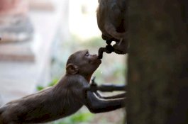 Lebih 100 Monyet Mati Usai Bertarung, Krisis Air Diduga Penyebabnya