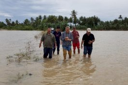 Sawah di Pinrang Terendam Banjir, Bupati Berbasah-basah