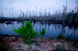 Sebanyak 571 Spesies Tanaman Telah Punah di Muka Bumi