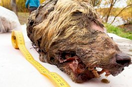 Kepala Serigala Berusia 40.000 Tahun Ditemukan, Lengkap Dengan Bulu