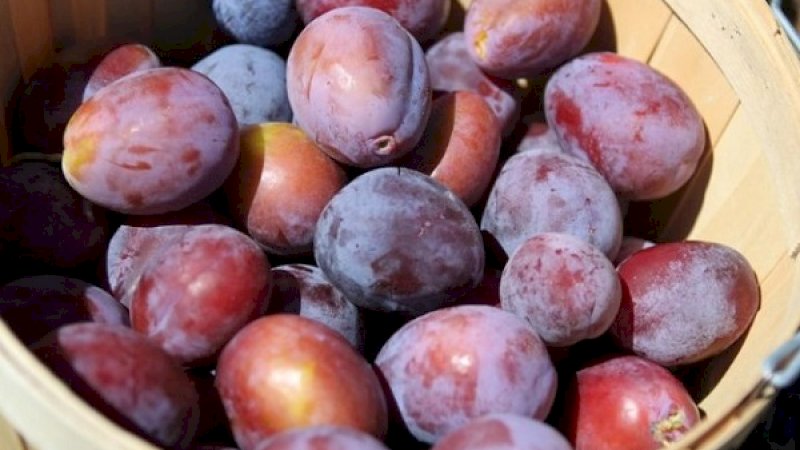 Buah