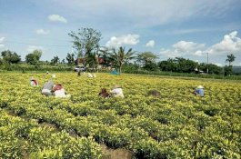 Pernah Rp90 Ribu, Cabai Jeneponto Kini Tinggal Rp4 Ribu Sekilo