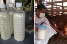 Departemen Kesehatan Selangor: Minum Susu Segar Mentah Bisa Picu Infeksi Bakteri Parah
