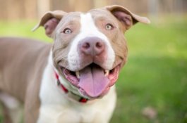 Anjingnya Lukai Gadis 12 Tahun, Ayah dan Anak ini Dipenjara 6 Bulan